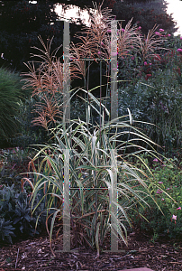 Picture of Miscanthus sinensis 'Cosmopolitan'