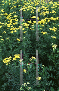 Picture of Tanacetum vulgare 