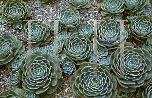 Picture of Echeveria x imbricata 