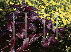 Picture of Ocimum basilicum 'Red Rubin'