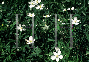 Picture of Anemone canadensis 