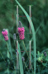 Picture of Dalea purpurea 