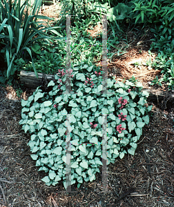 Picture of Lamium maculatum 'Beacon's Silver'