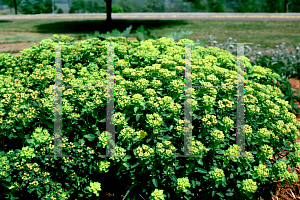 Picture of Euphorbia polychroma 