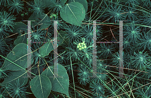 Picture of Euphorbia cyparissias 