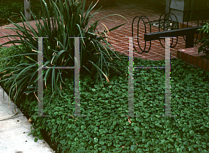 Picture of Dichondra micrantha 