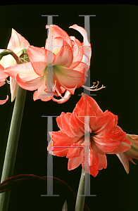 Picture of Hippeastrum x johnsonii 