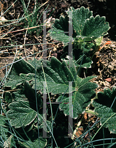 Picture of Potentilla megalantha 