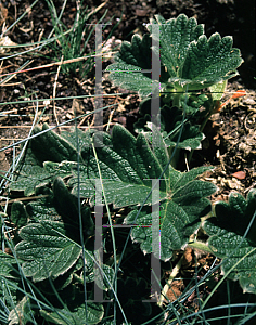 Picture of Potentilla megalantha 