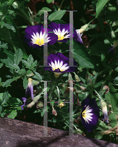 Picture of Convolvulus tricolor 'Royal Ensign'