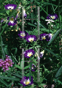 Picture of Convolvulus tricolor 'Royal Ensign'