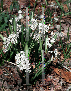 Picture of Puschkinia scilloides var. libanotica 