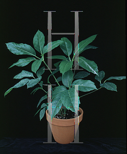 Picture of Schefflera actinophylla 