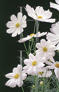 Picture of Cosmos bipinnatus 'Sonata White'