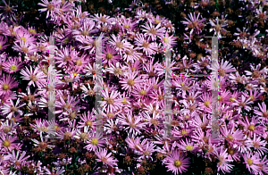 Picture of Symphyotrichum dumosum 'Peter Harrison'