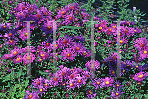 Picture of Symphyotrichum novae-angliae 'Hella Lacy'