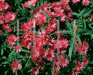 Picture of Symphyotrichum novae-angliae 'Alma Potschke'