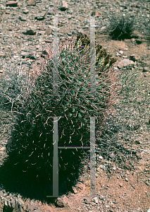 Picture of Ferocactus cylindraceus 