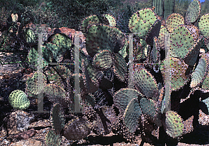 Picture of Opuntia macrocentra var. santa-rita 