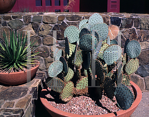 Picture of Opuntia macrocentra var. santa-rita 