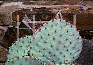 Picture of Opuntia macrocentra var. santa-rita 