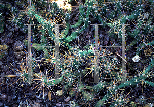 Picture of Opuntia schottii 