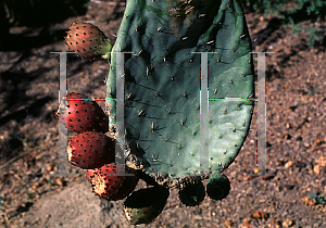 Picture of Opuntia streptacantha 