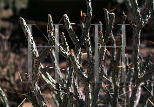 Picture of Opuntia tesajo 