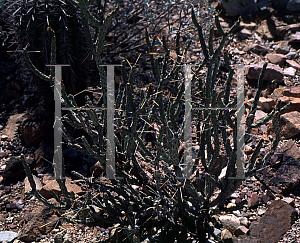 Picture of Opuntia tesajo 