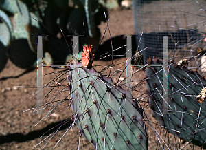 Picture of Opuntia macrocentra 