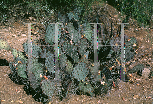 Picture of Opuntia macrocentra 
