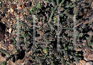 Picture of Opuntia whipplei 