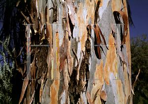 Picture of Eucalyptus camaldulensis 