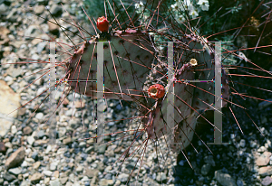 Picture of Opuntia macrocentra 