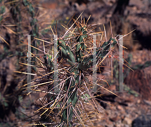 Picture of Opuntia molesta 