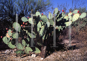 Picture of Opuntia phaeacantha 