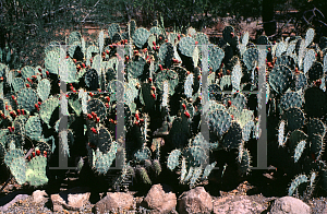 Picture of Opuntia phaeacantha var. discata 