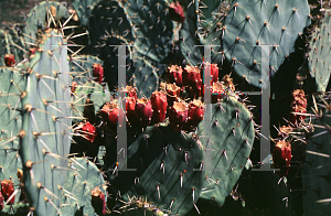 Picture of Opuntia phaeacantha var. discata 