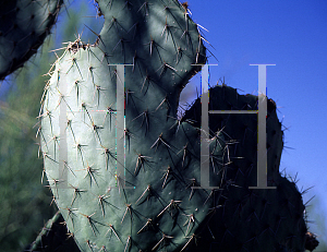 Picture of Opuntia platicans 