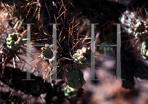 Picture of Opuntia prolifera 