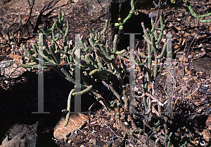 Picture of Opuntia ramosissima 