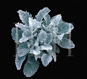 Picture of Senecio cineraria 'Cirrus'