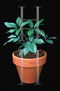 Picture of Schefflera actinophylla 