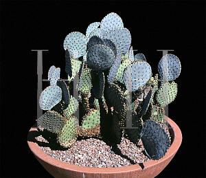 Picture of Opuntia macrocentra var. santa-rita 