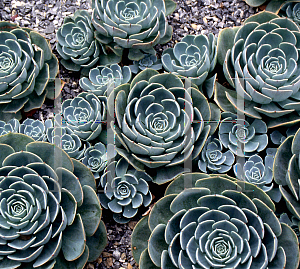 Picture of Echeveria x imbricata 