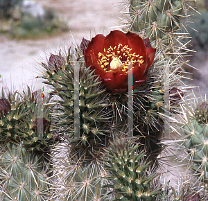 Picture of Echinocactus englemanii 