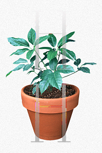 Picture of Schefflera actinophylla 