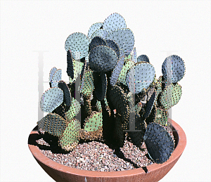 Picture of Opuntia macrocentra var. santa-rita 