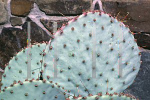 Picture of Opuntia macrocentra var. santa-rita 