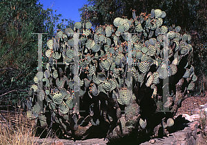 Picture of Opuntia rufida 